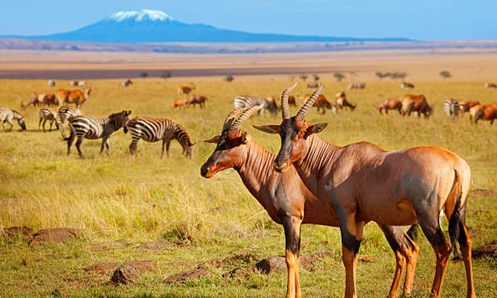 Antelopes on Kilimanjaro
