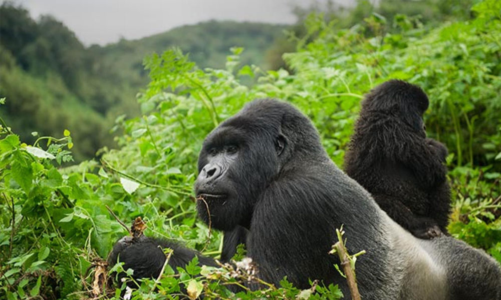 Do gorillas live on Mount Kilimanjaro