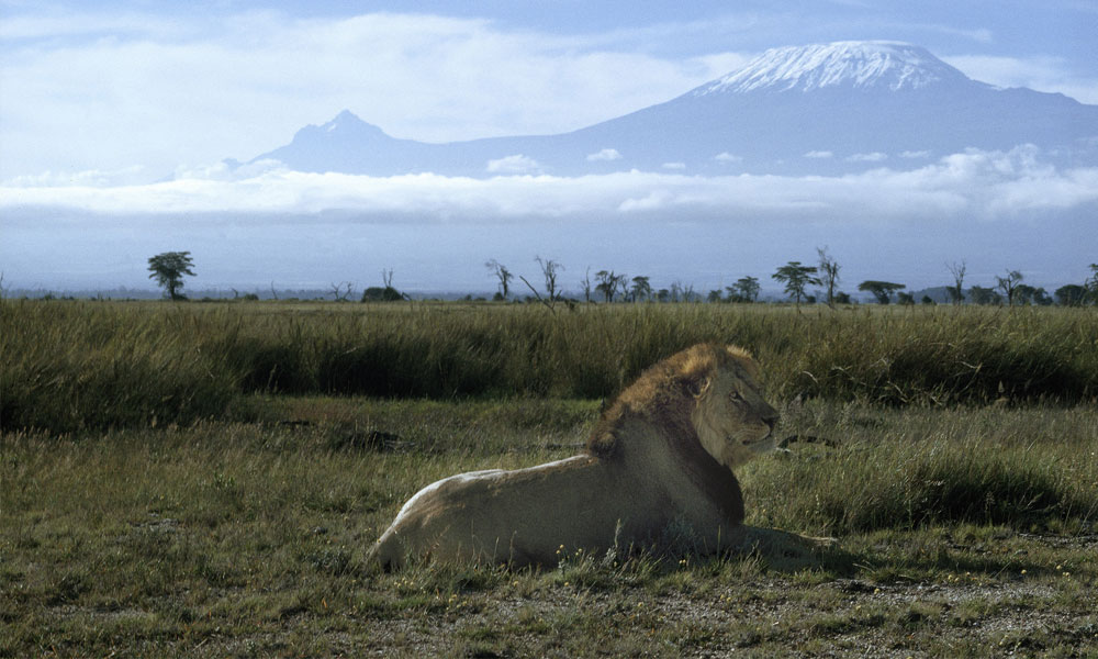Do lions live on Kilimanjaro