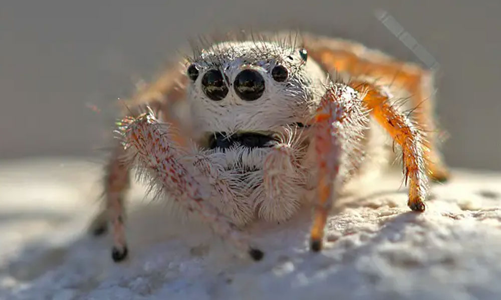 Jumping Spiders Are Only the Permanent Residents on Everest
