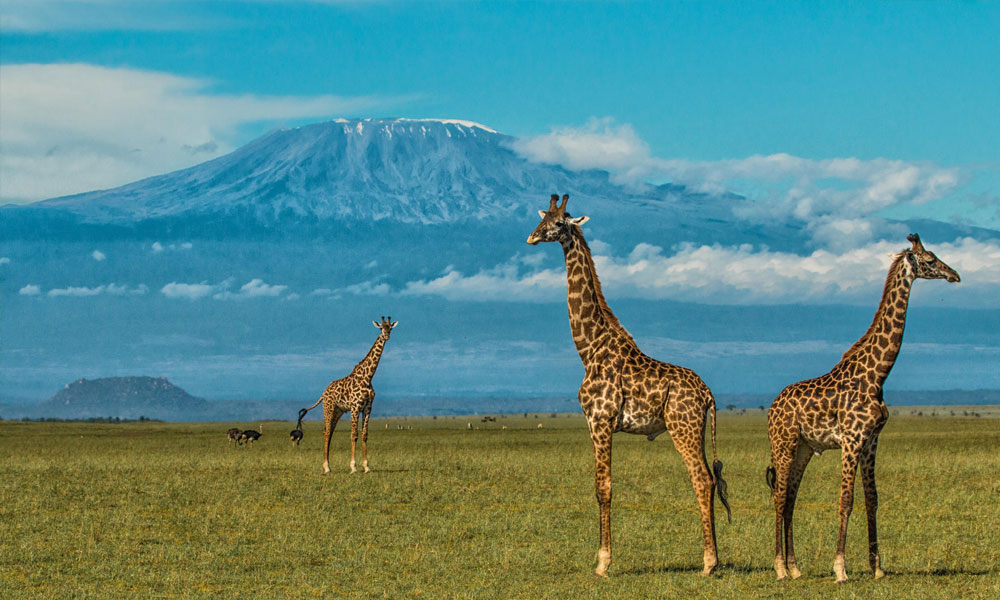 Wildlife on Mount Kilimanjaro