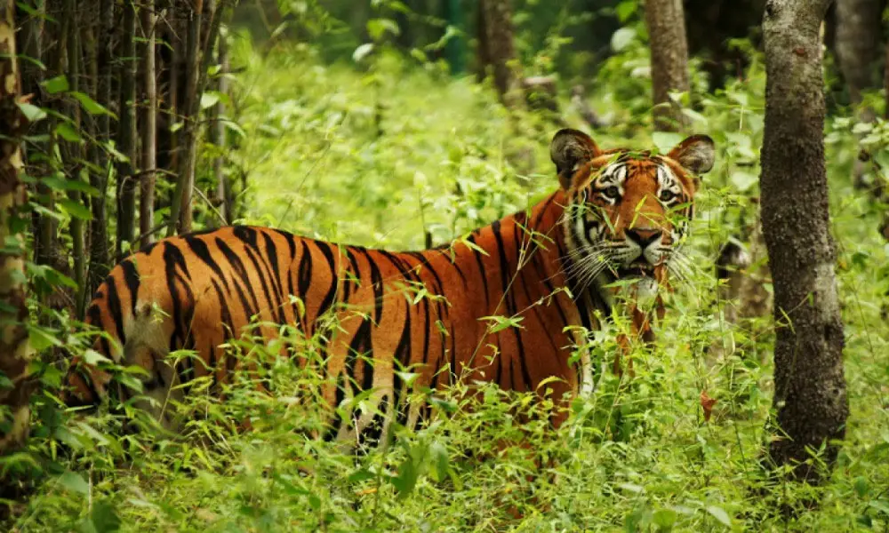 Best Places To See Tigers In Nepal