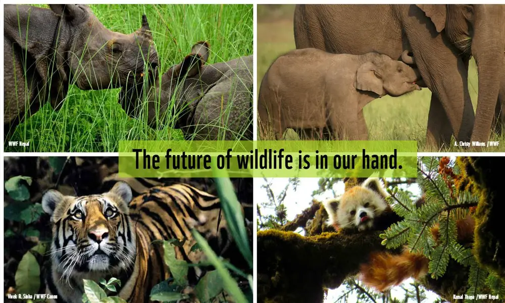 Conservation efforts of wildlife in Nepal