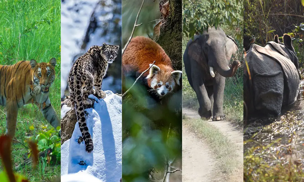 Diverse wildlife of Nepal