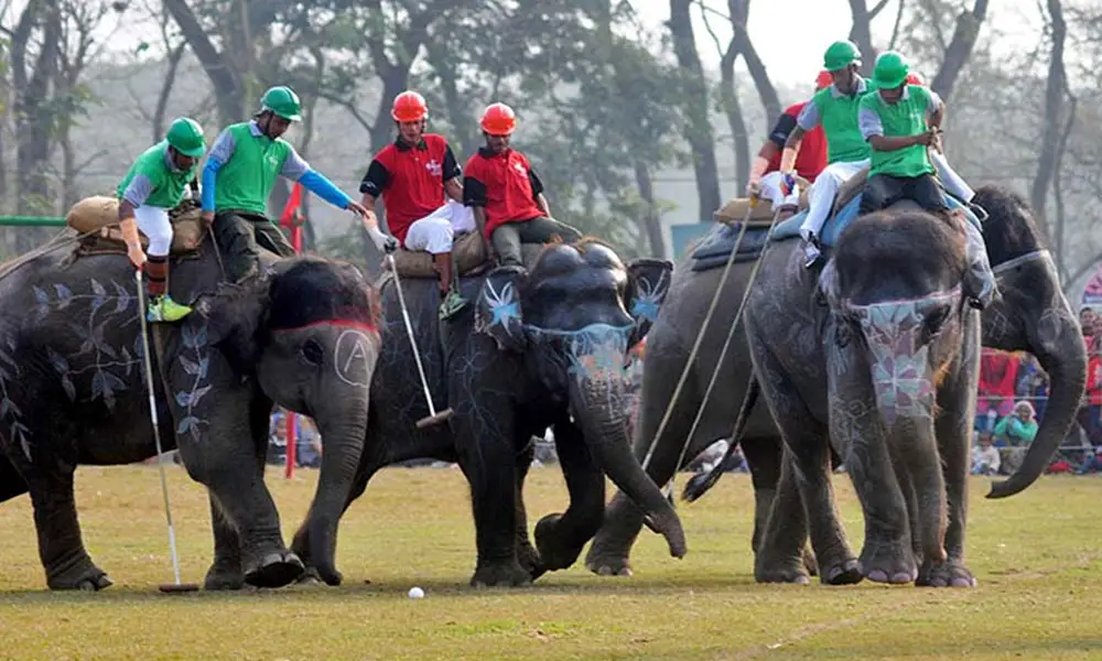 Elephant Polo In Nepal