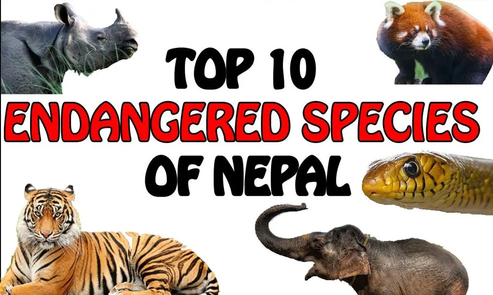Endangered animals in Nepal