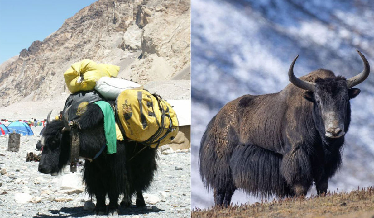 Domesticated Himalayan Yaks VS Himalayan Wild Yaks