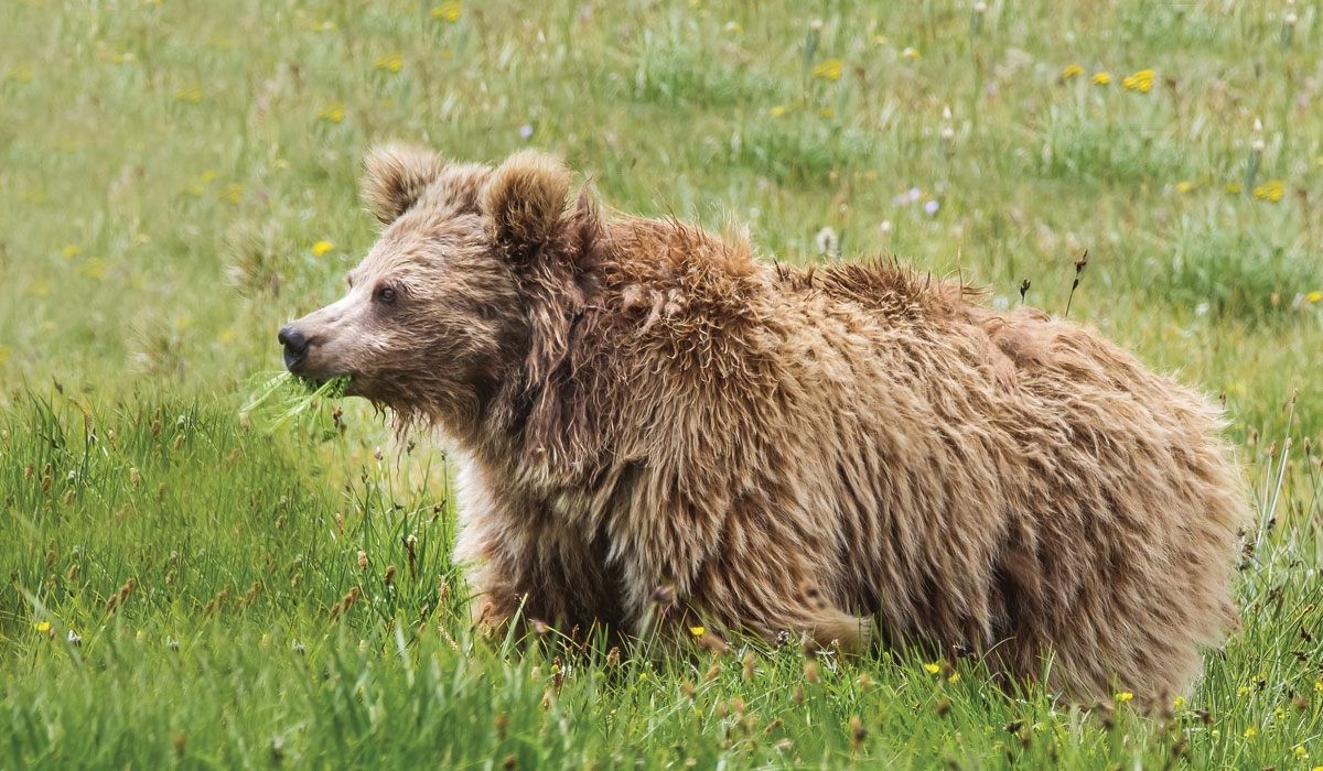 Evolution of the Himalayan Brown Bears
