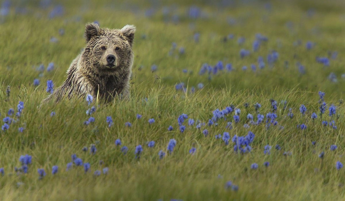 Frequently Asked Questions about brown bears(FAQ)