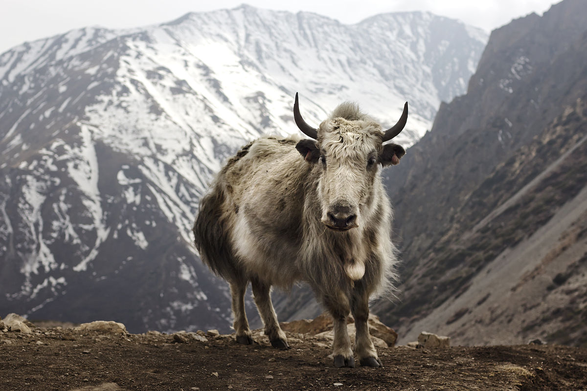Physical Features of Himalayan Wild Yaks
