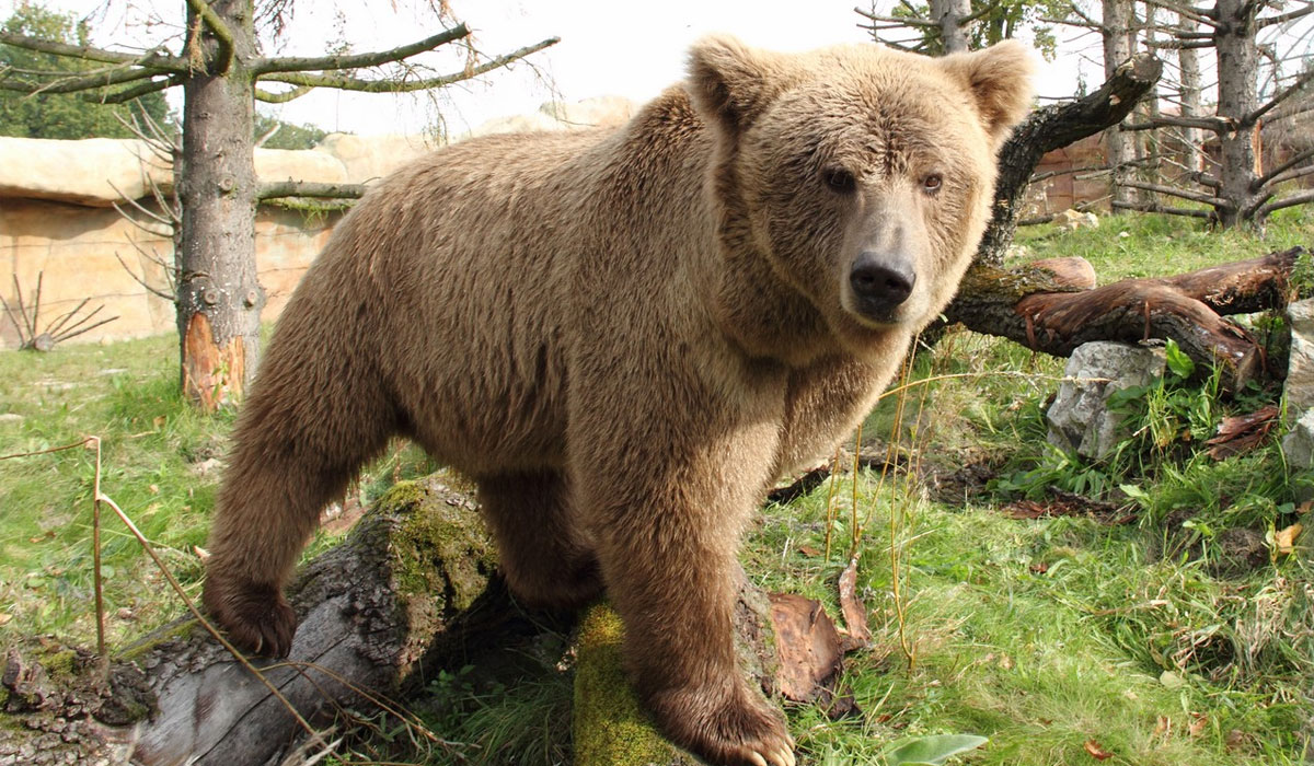 What is a Himalayan Brown Bear?