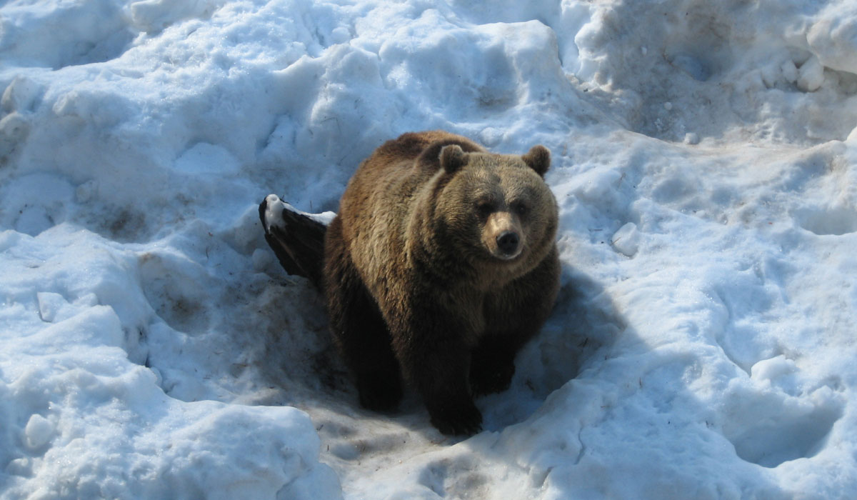 Where are Himalayan Brown Bears found?